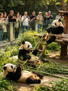 12-Day China's Past & Future Tour---Beijing – Xian – Chongqing – Yangtze River Cruise – Shanghai Tour