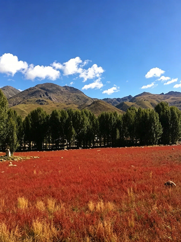 8-Day Western Sichuan Wonderland Tour---Siguniang Mountain - Litang - Daocheng - Yading Tour