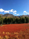 8-Day Western Sichuan Wonderland Tour---Siguniang Mountain - Litang - Daocheng - Yading Tour